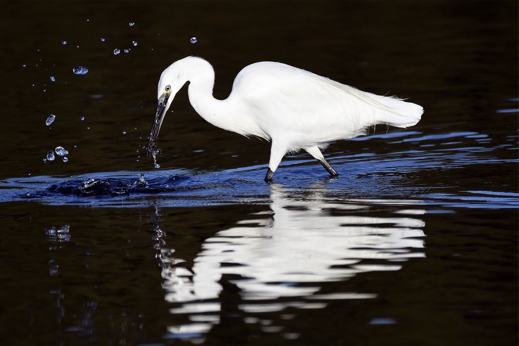 Aigrette Garzette
